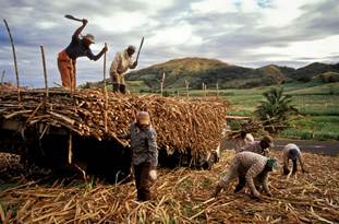 Agrícola de Caña