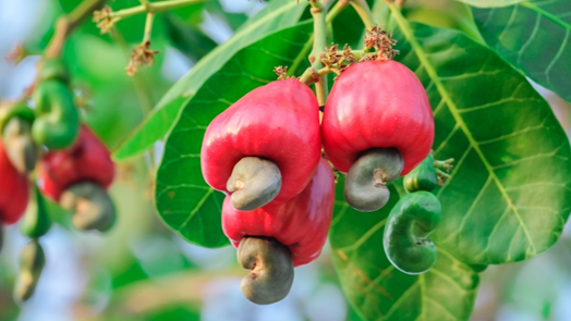 Maranon fruit Maranon fruit